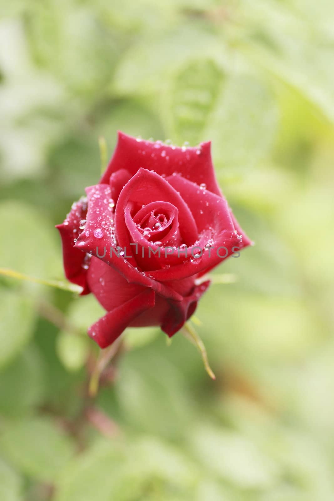 Close up   Beautiful  rose in a garden 