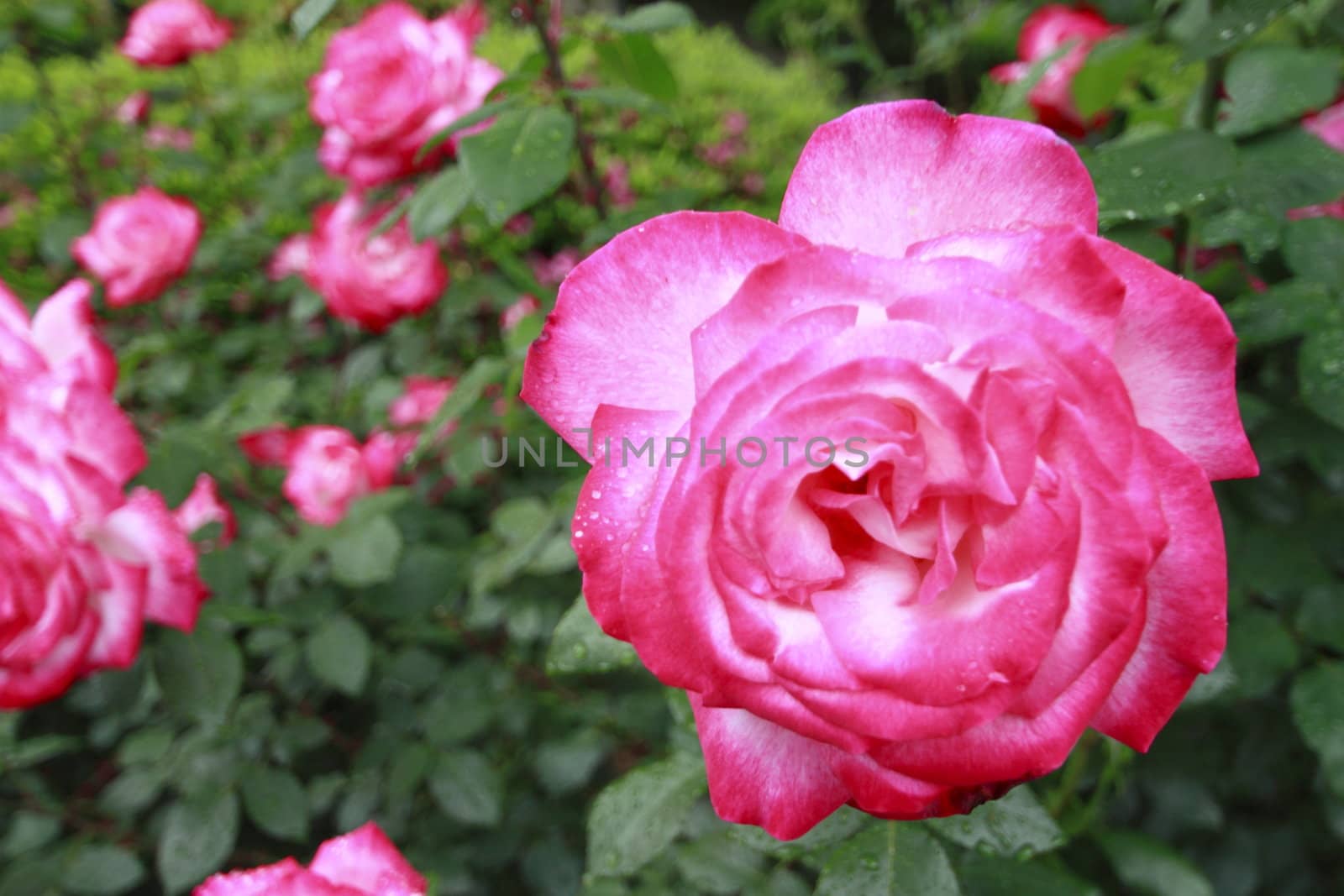 Close up   Beautiful  rose in a garden 