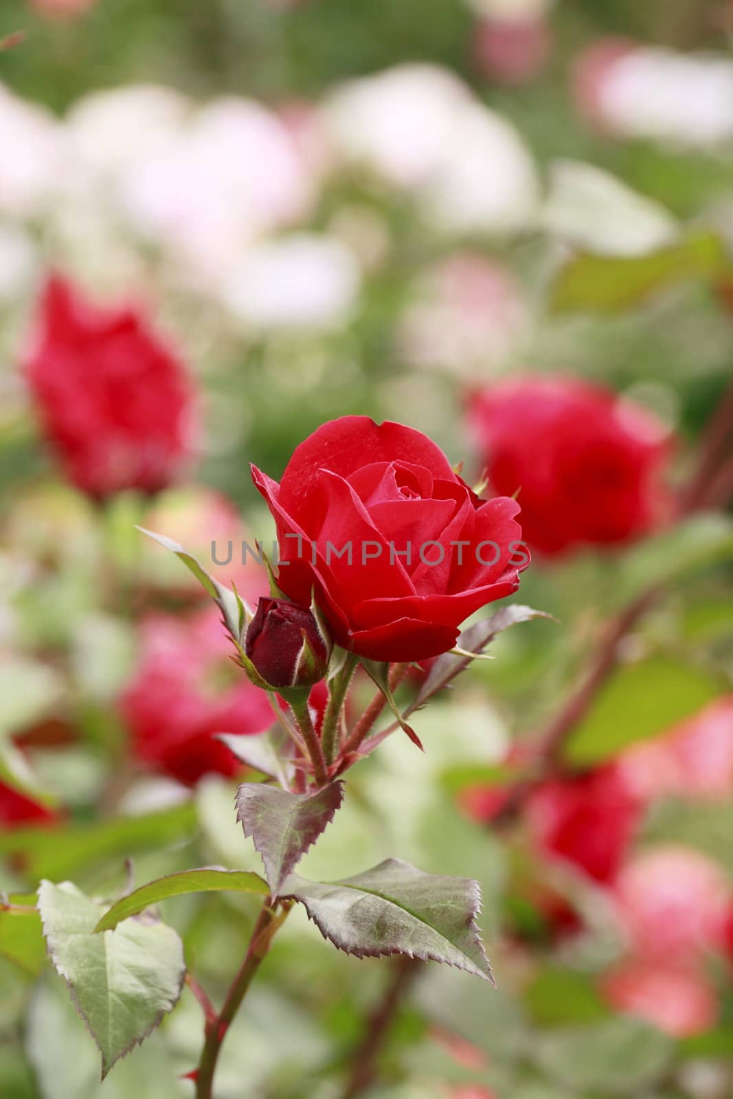 Close up   Beautiful  rose in a garden 