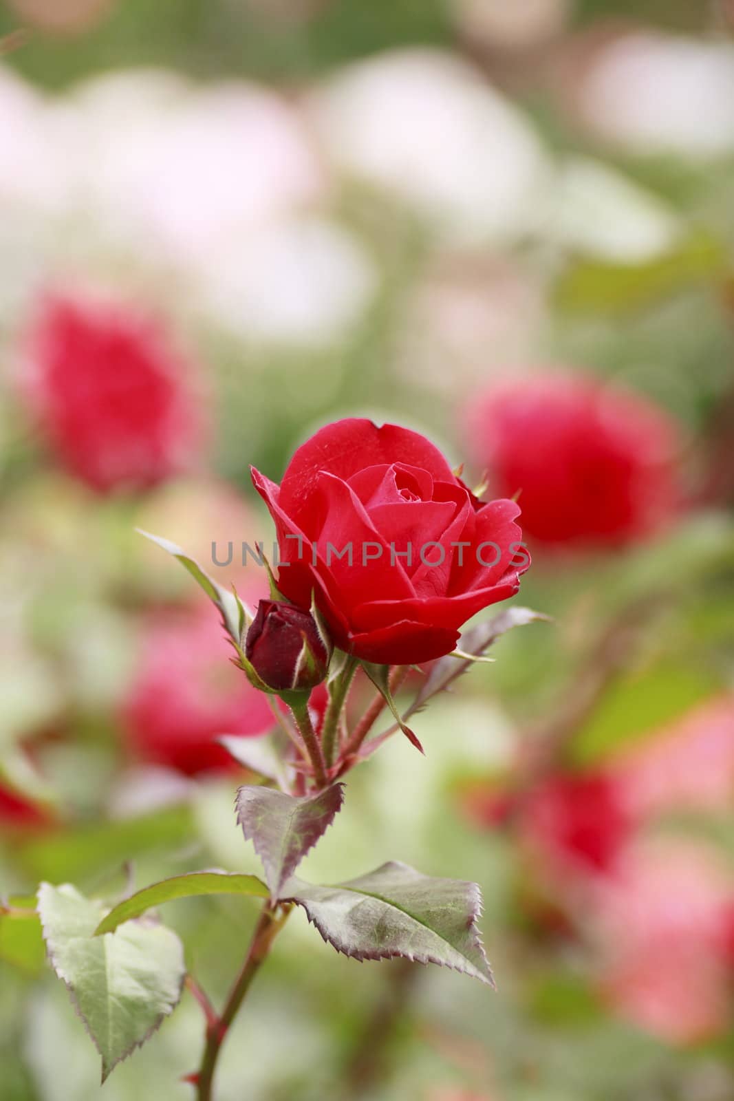 Close up   Beautiful  rose in a garden 