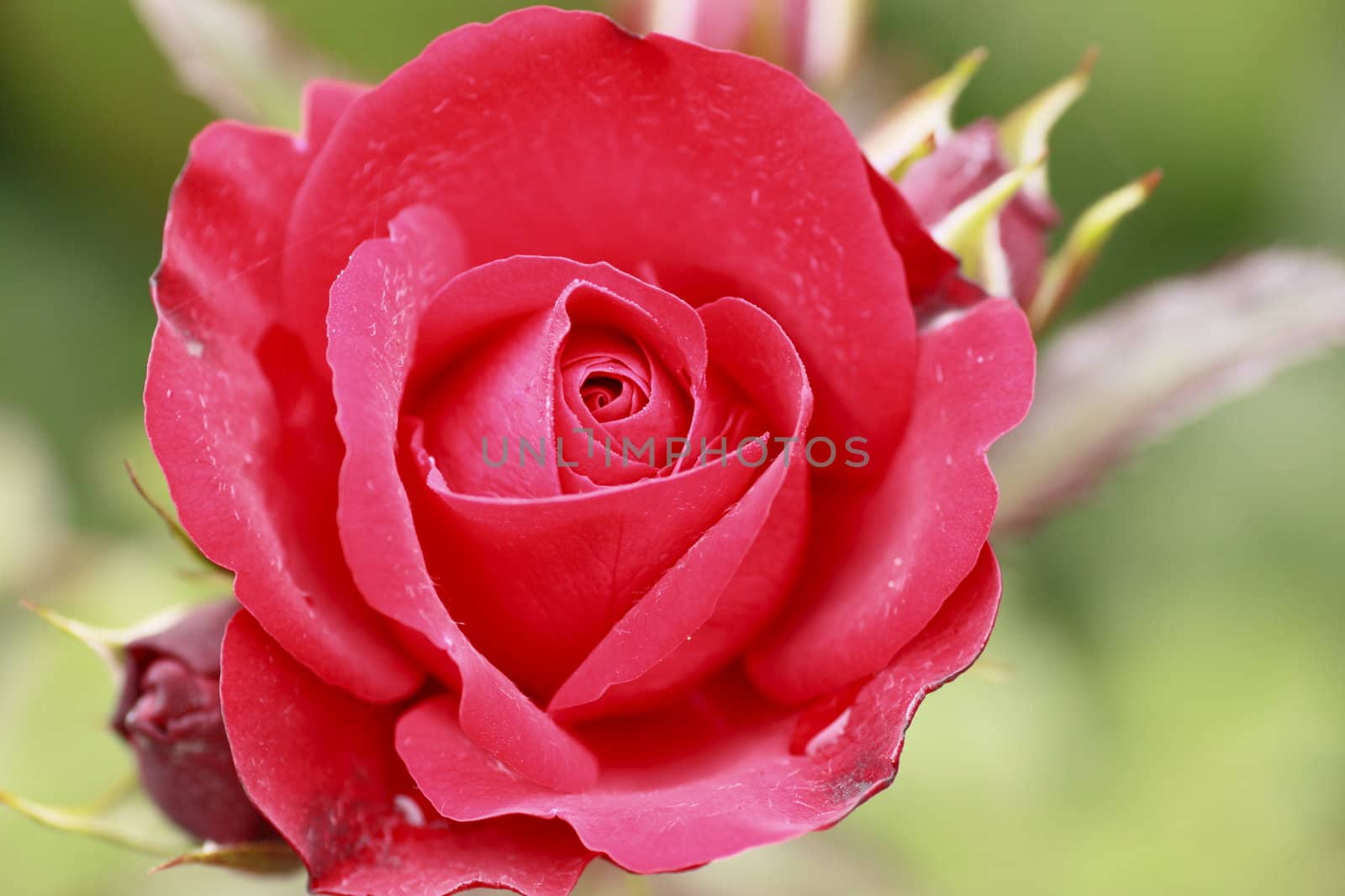 Close up   Beautiful  rose in a garden 