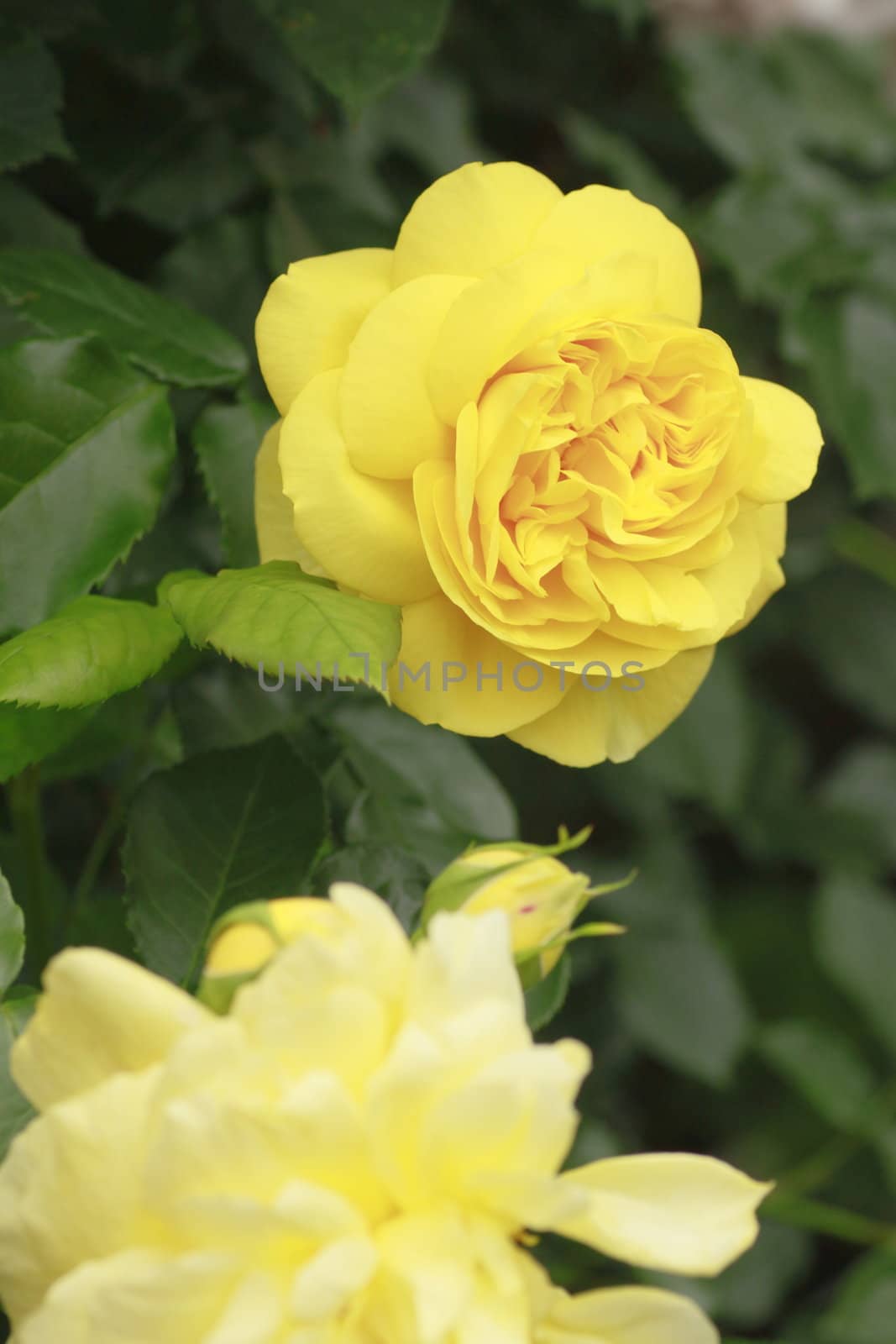 Close up   Beautiful  rose in a garden 