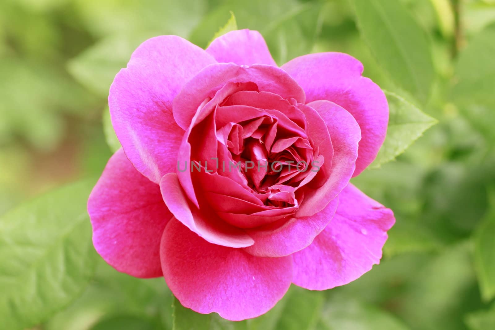 Close up   Beautiful  rose in a garden 