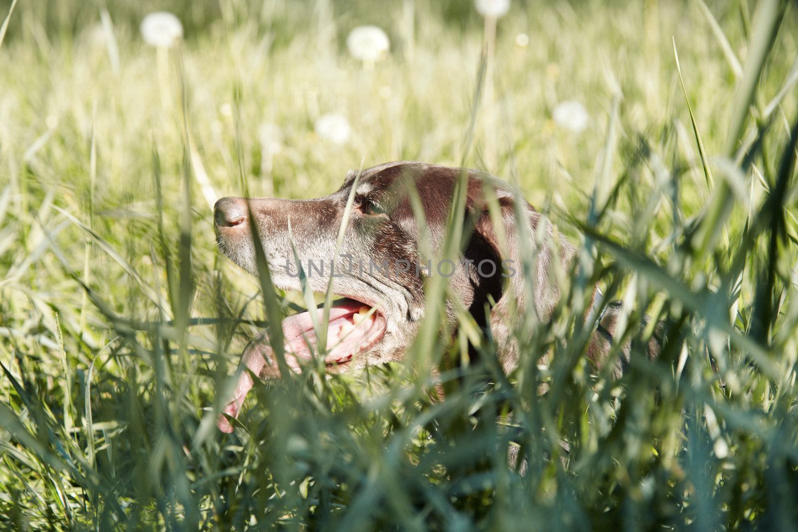 Dog in the grass by Novic
