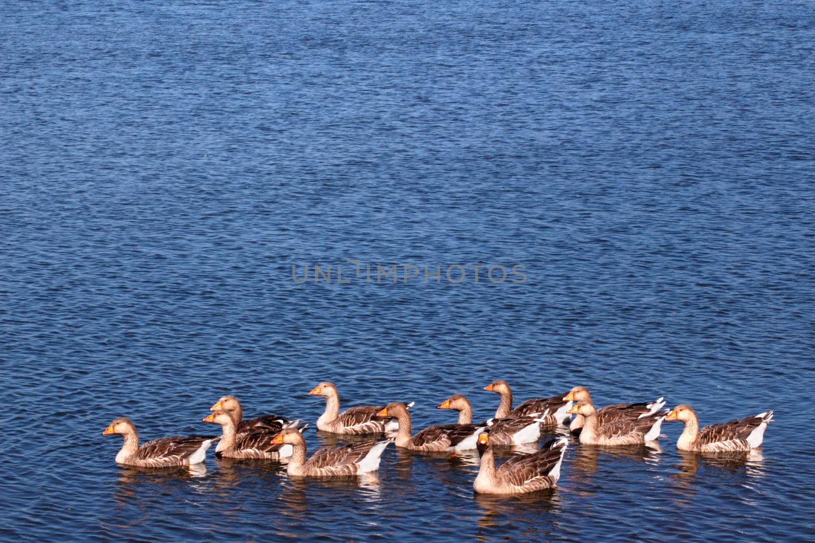 Grey geese swimming in a lake