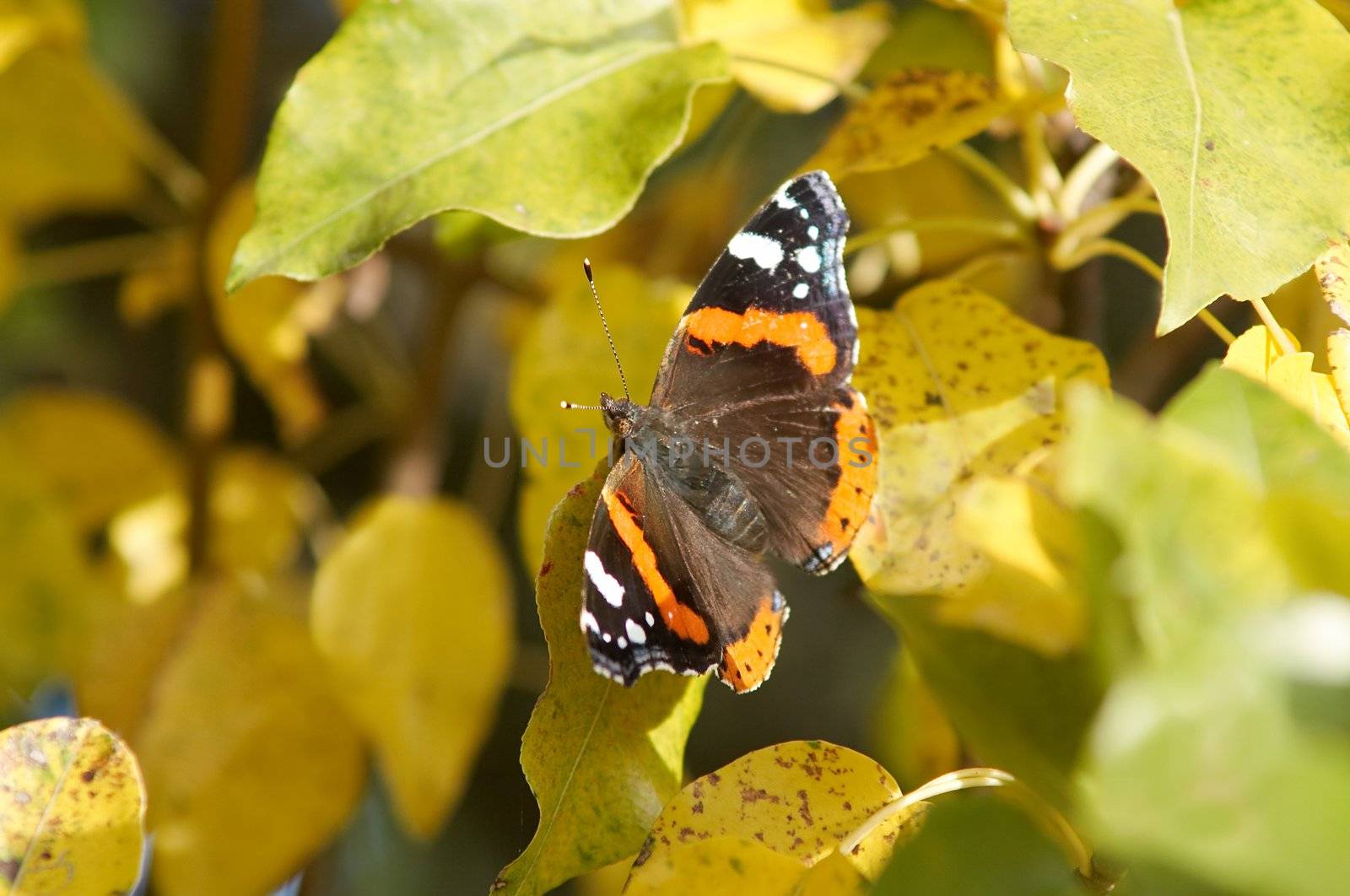 A frail butterfly sitting amongst leaves