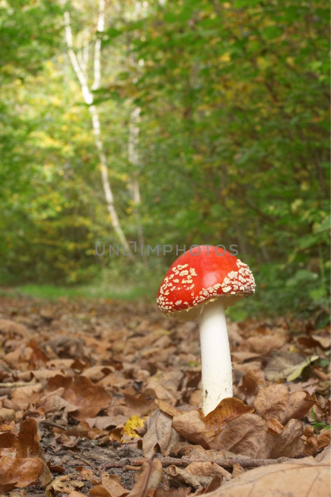 An image of mushroom in autumn forest