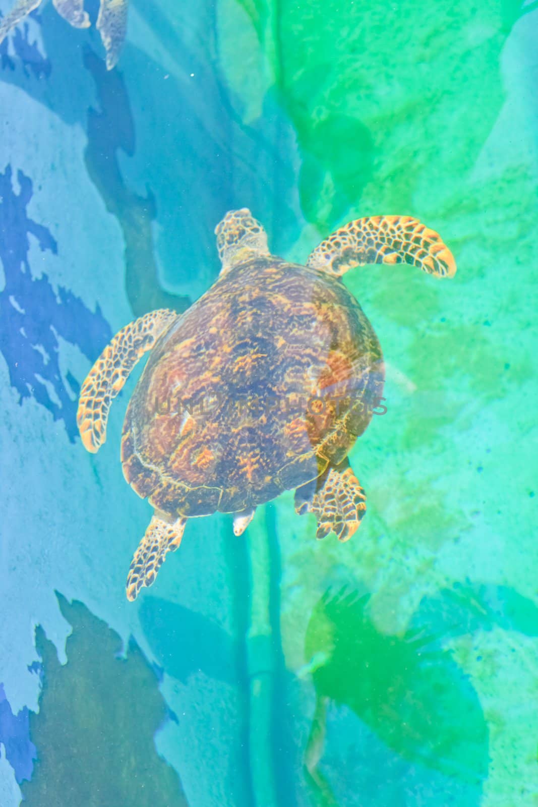  sea turtles in the aquarium of Rayong province,Thailand by nikky1972