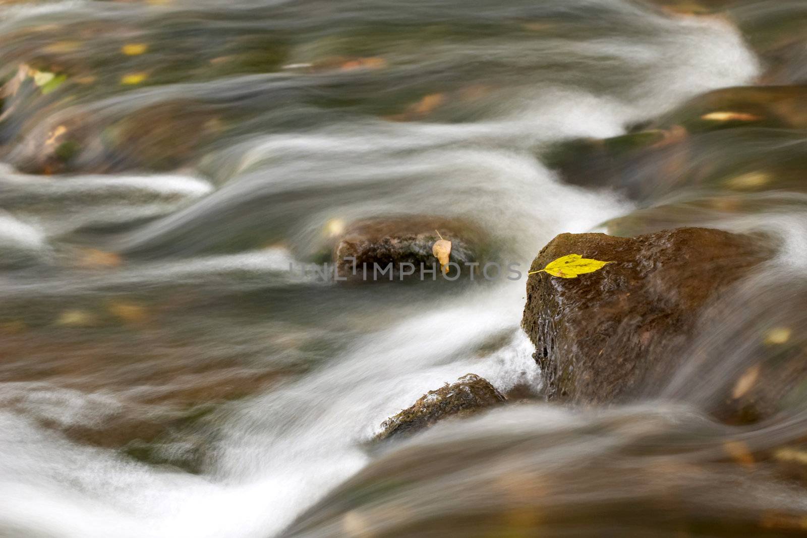 An image of leaves on a stone amongst a river