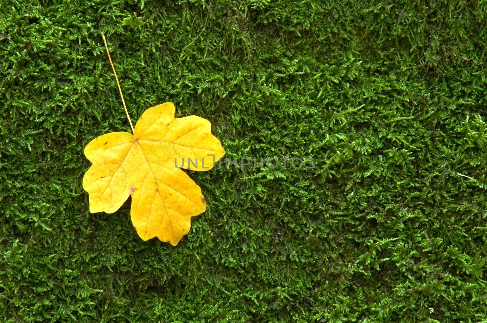 An image of yellow leaves and green moss