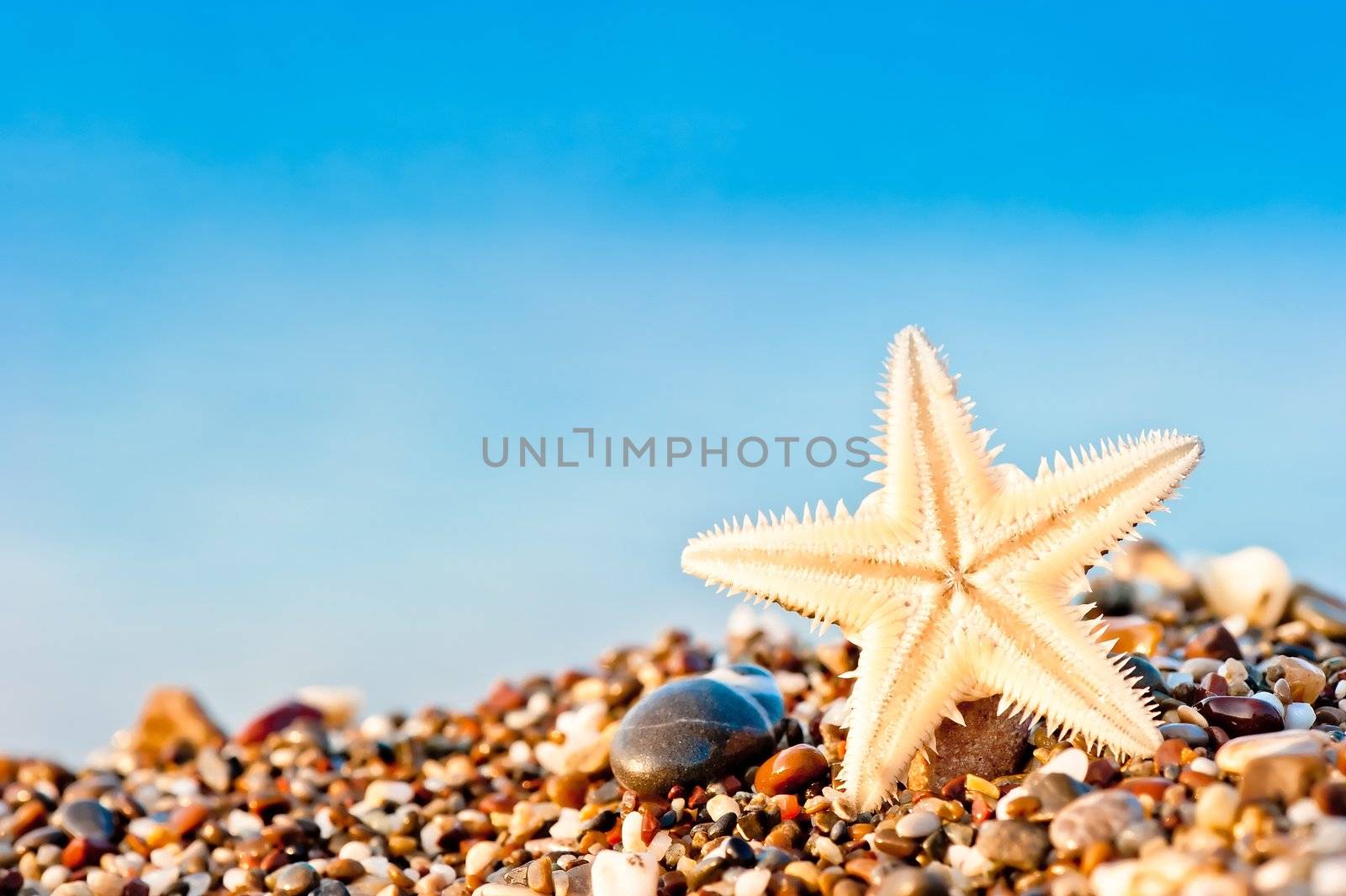 Starfish lying on the sand beach.