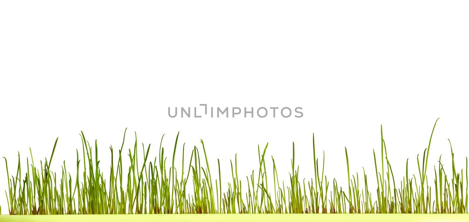 An image of fresh green grass