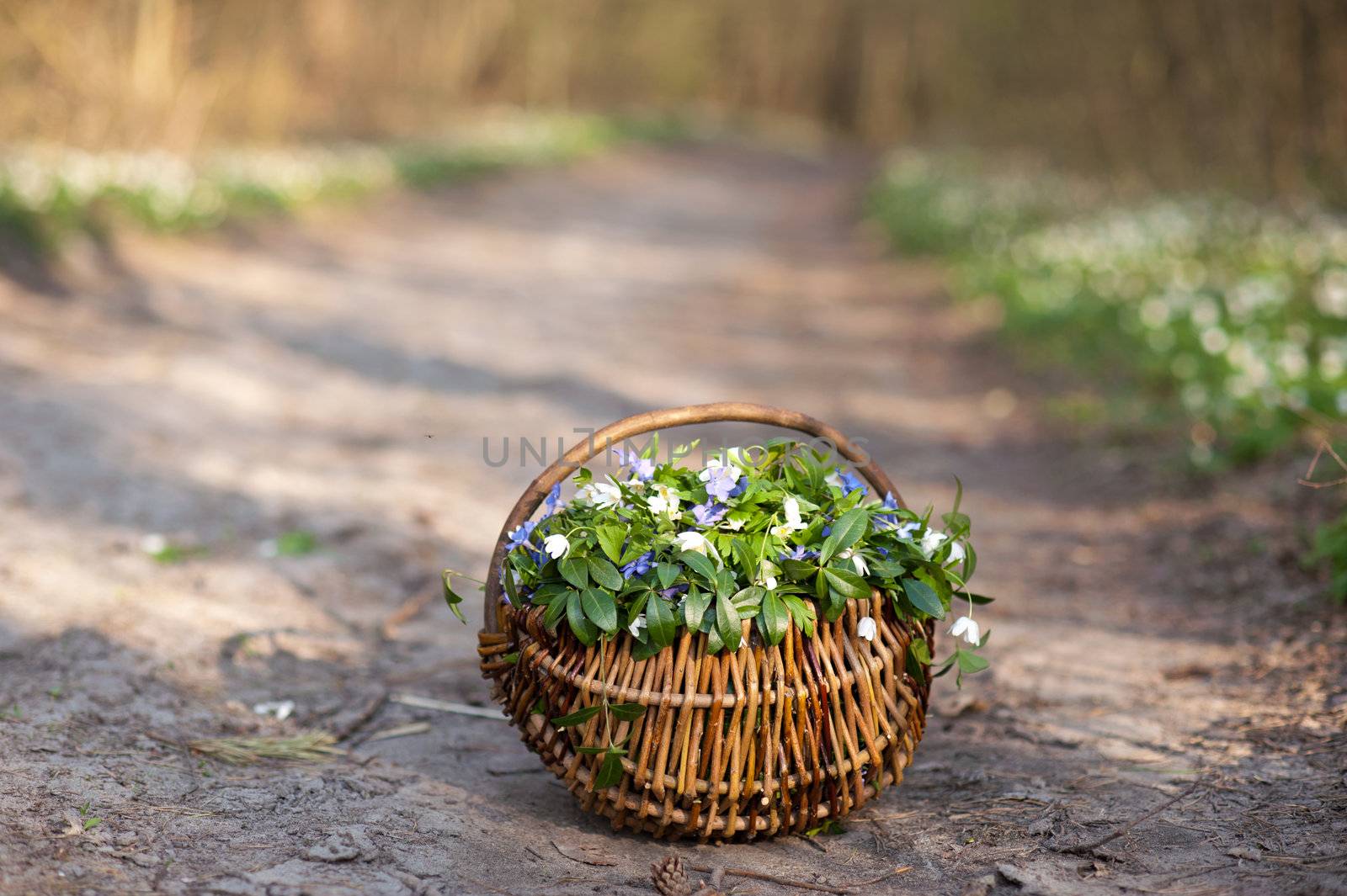 An image of spring flowers in the basket