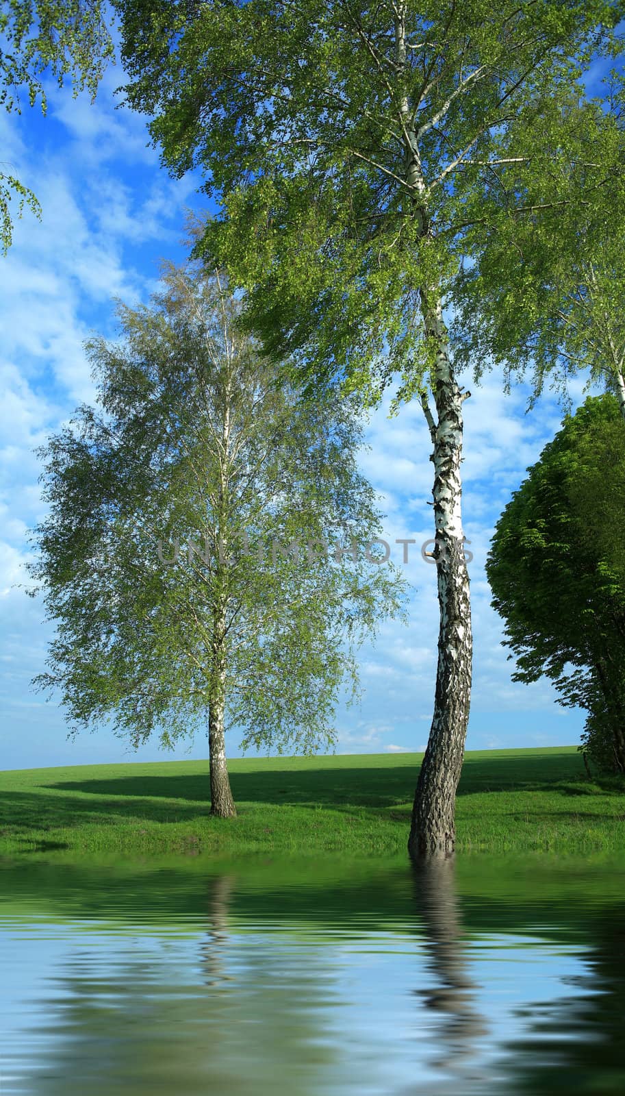 An image of two birches in the field