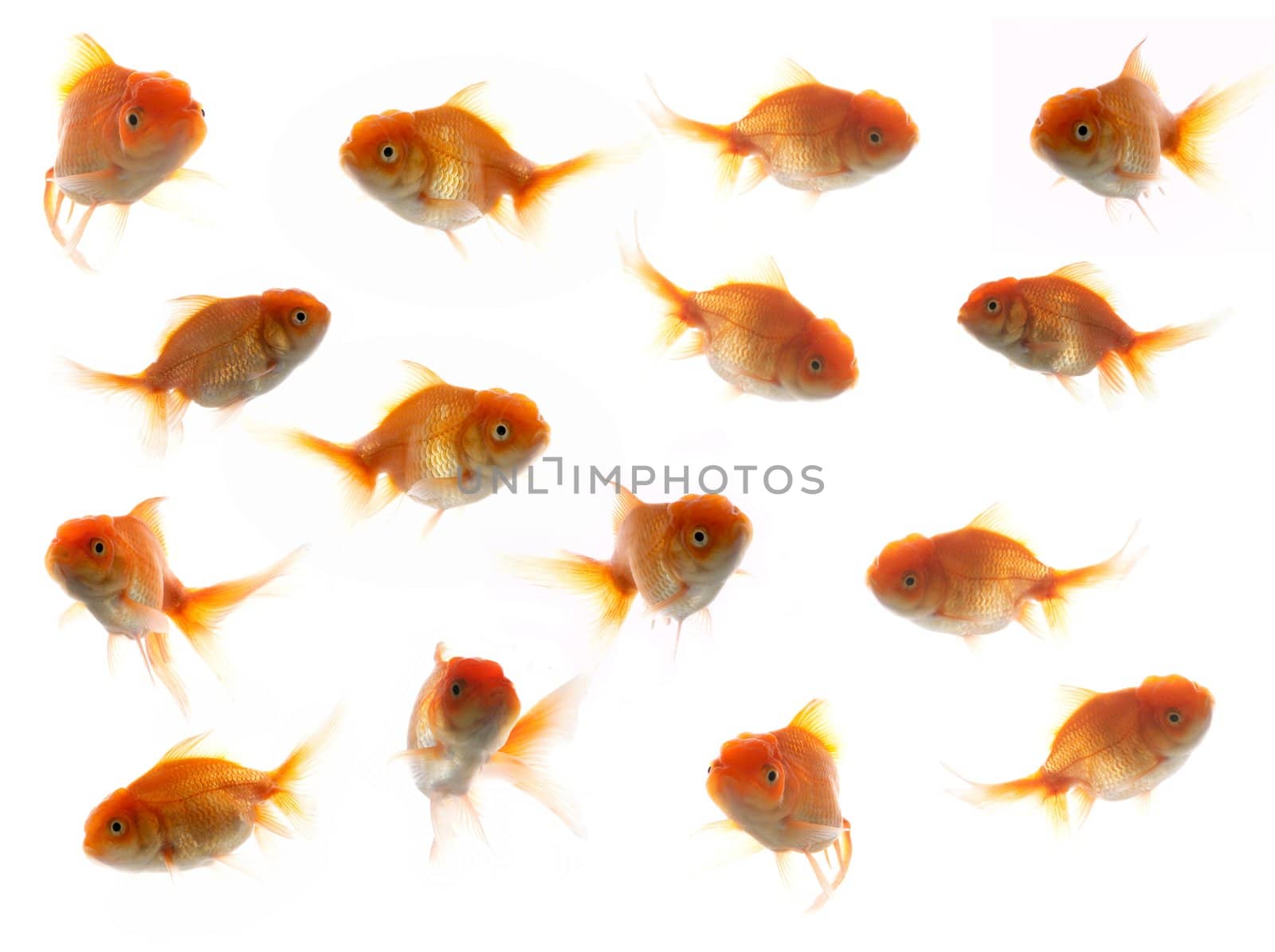 An image of much goldfish