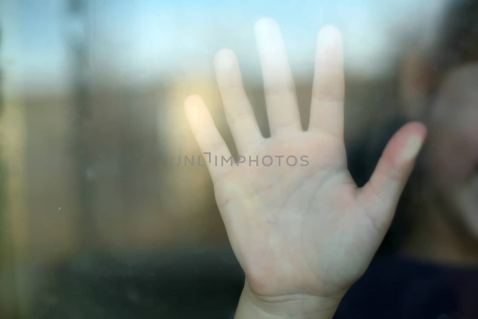 An image of a small palm on the glass