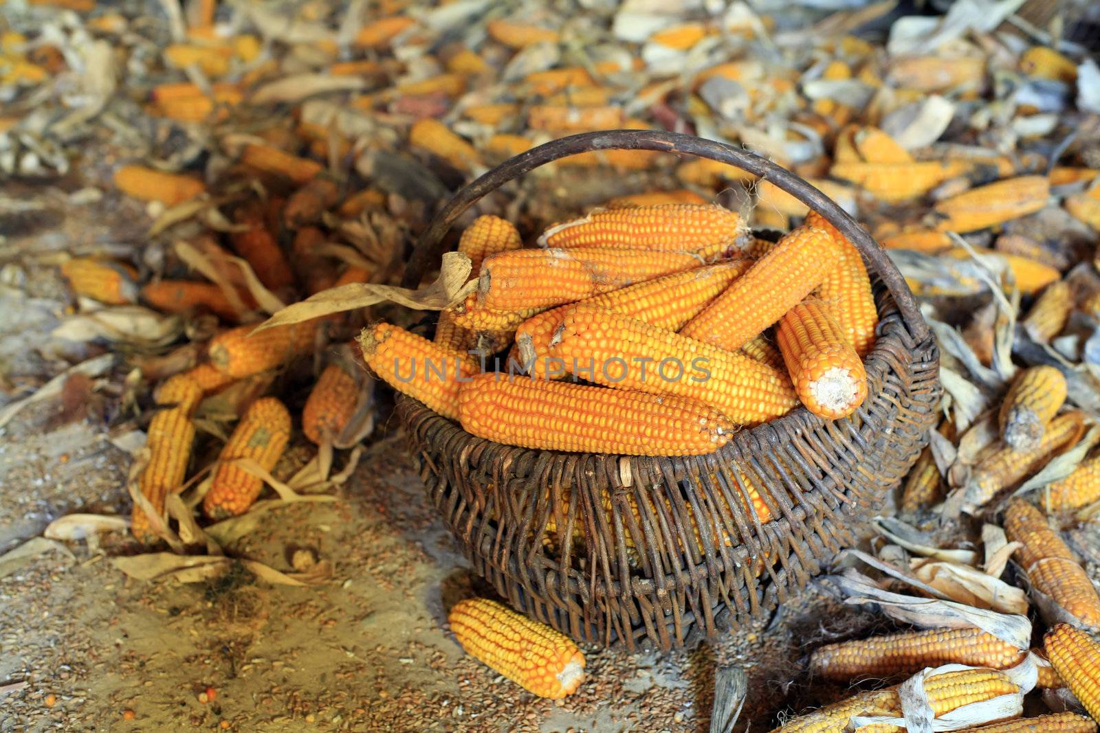 An image of a basket with orange corn