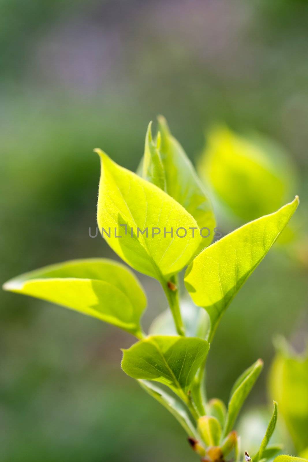 An image of young bright green leaves 