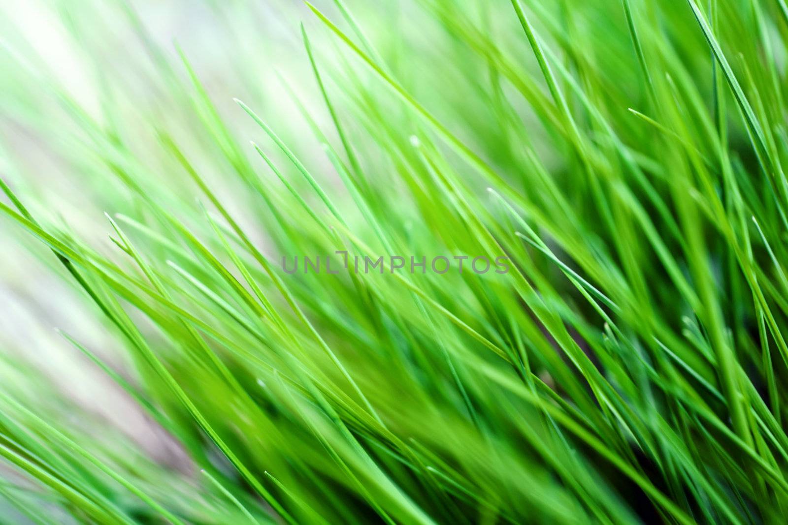 An image of lush green grass close-up