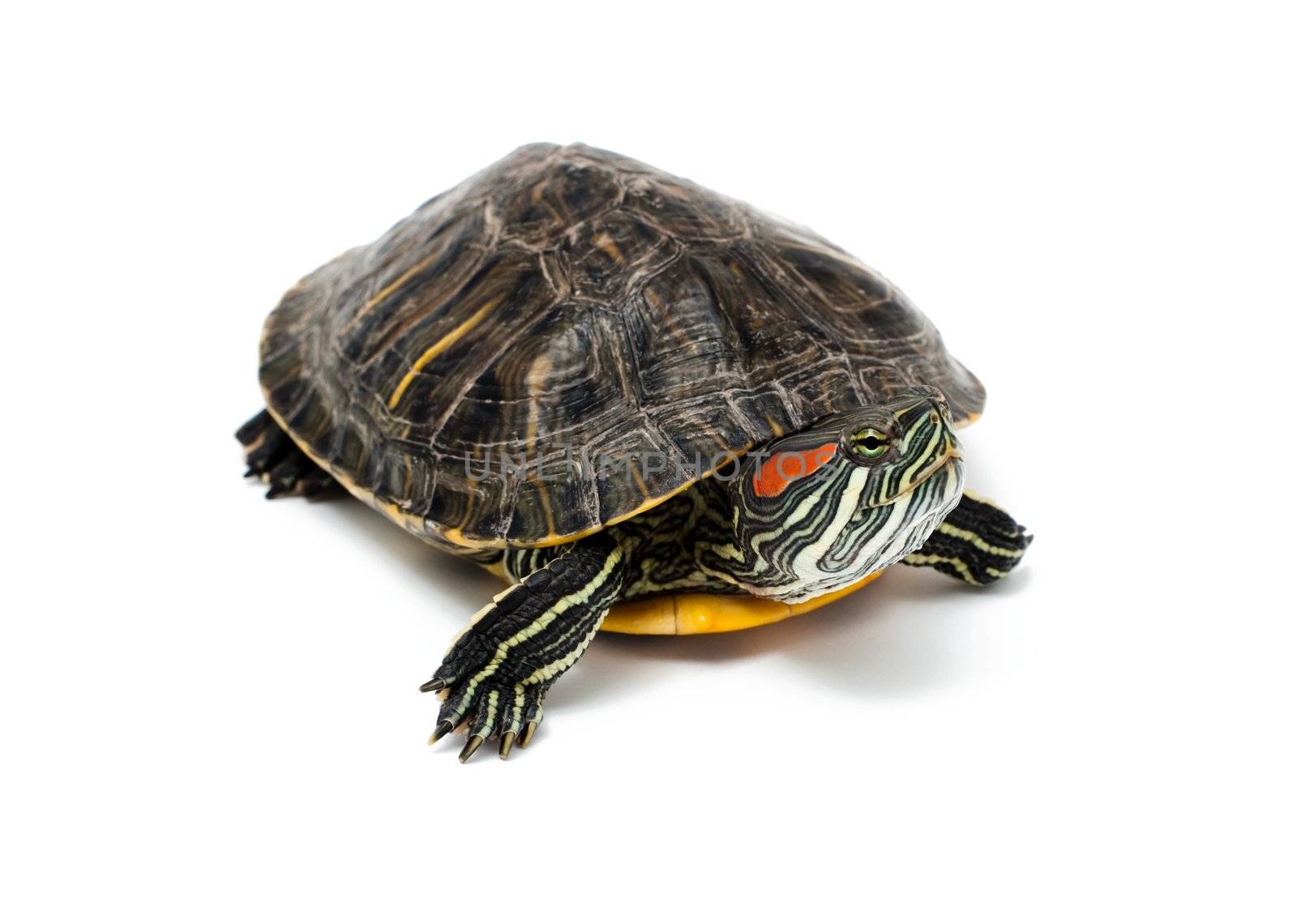 Red Eared Turtle isolated on white background