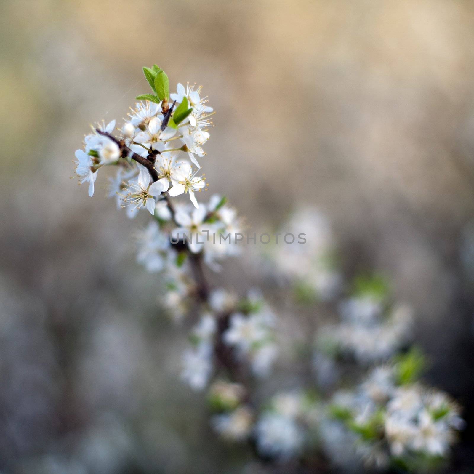 An image of beautiful spring flowers of cherry-tree