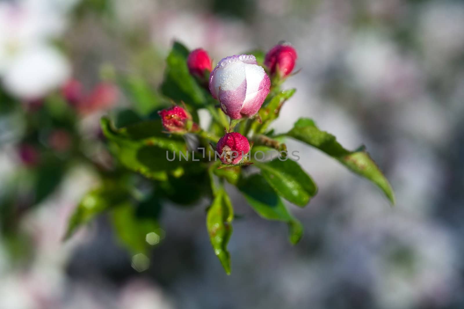 An image of a nice flower of apple-tree