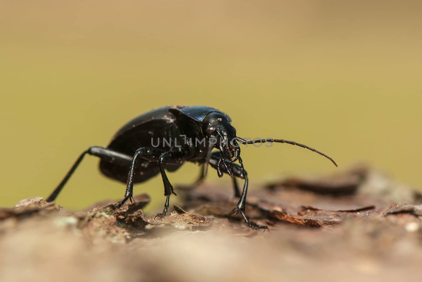 Carabus glabratus