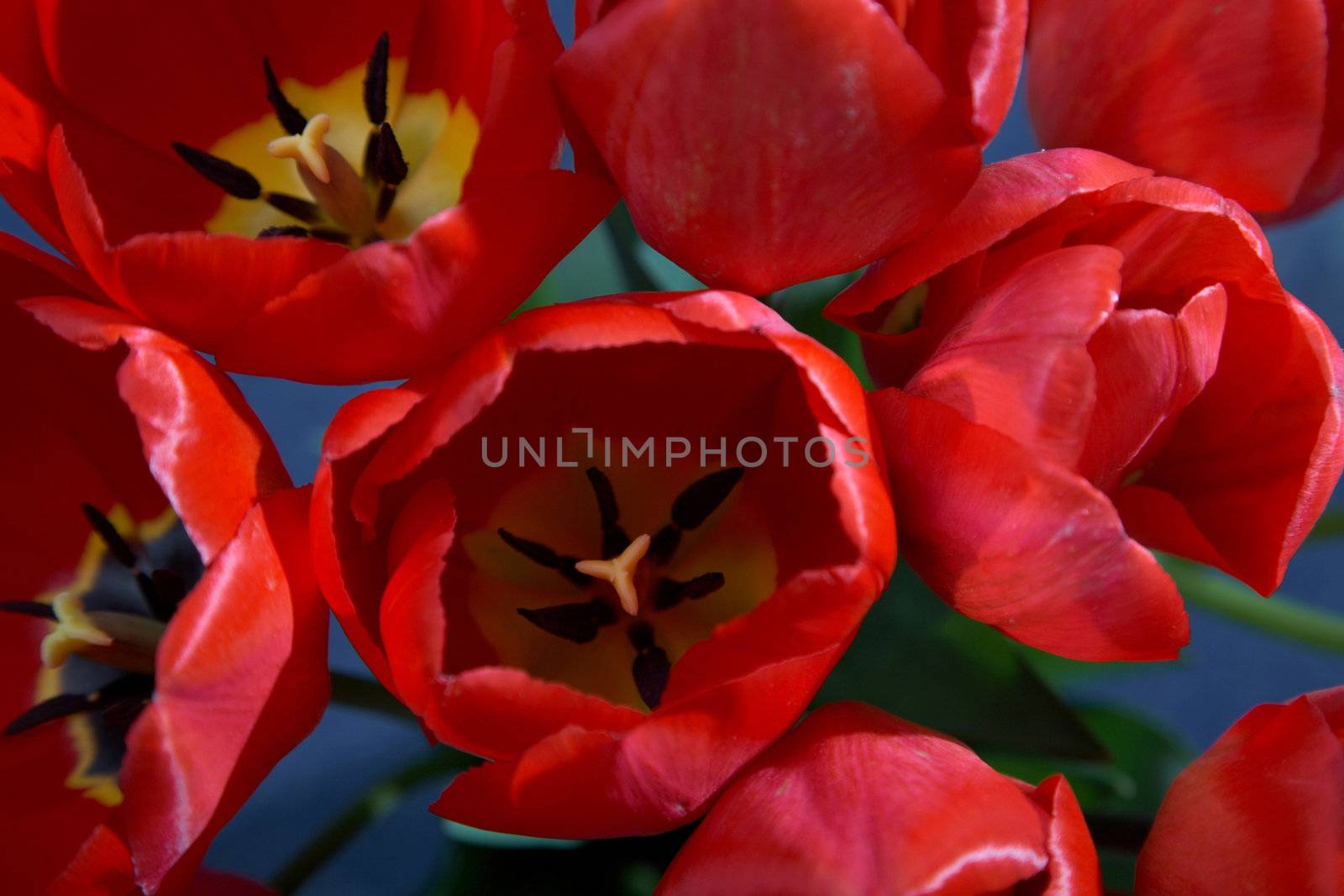 Red tulips by velkol