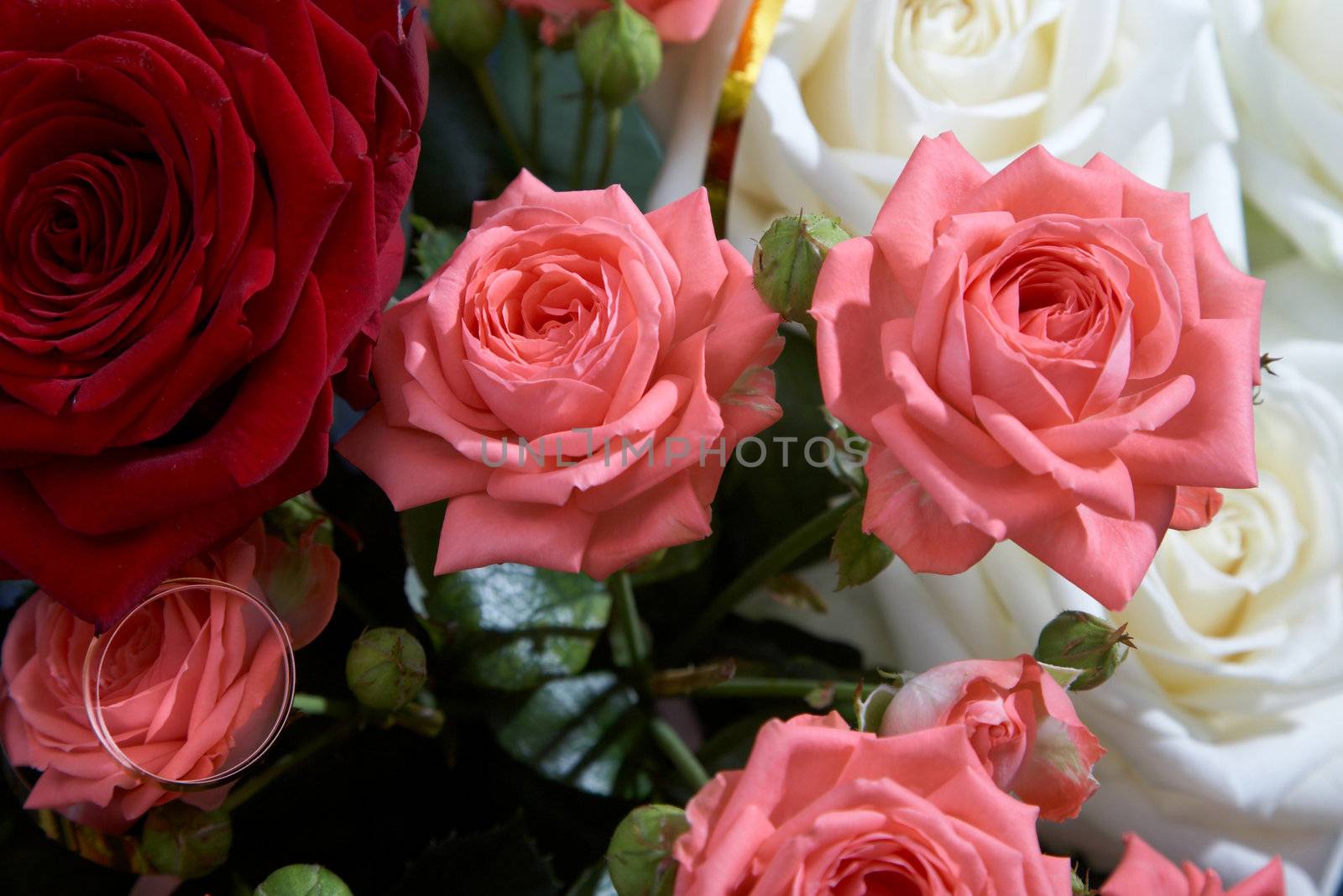 An image of pink and red roses