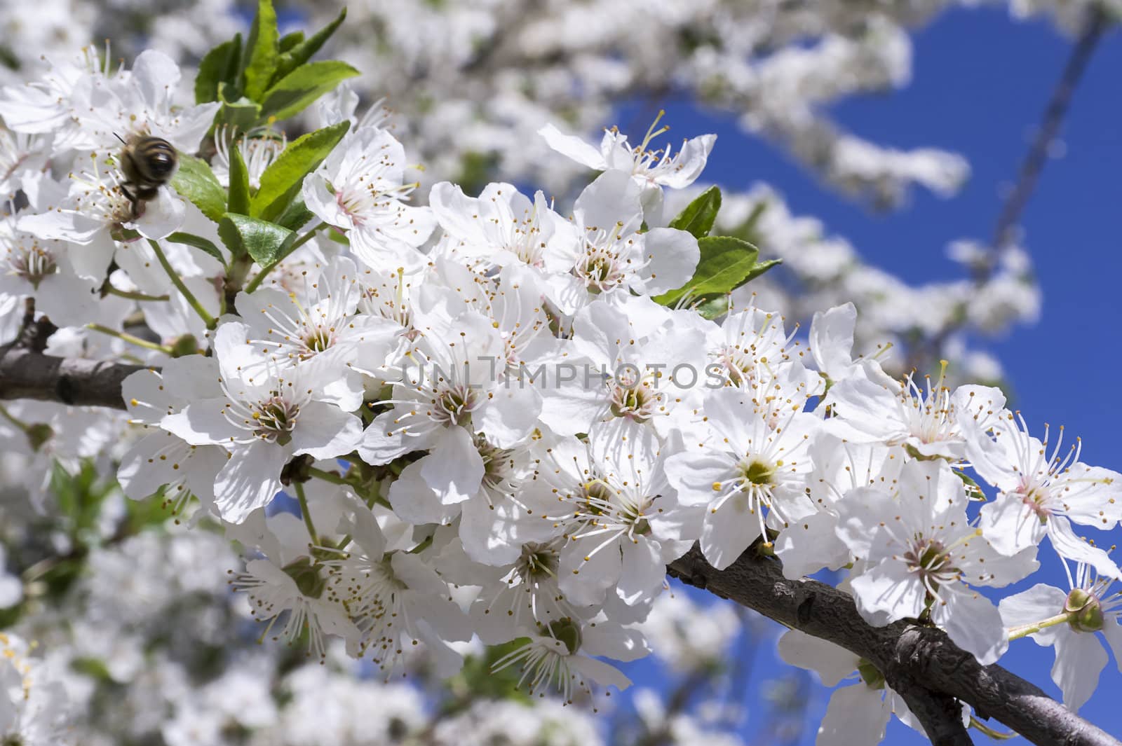 bee collects pollen from a flowering tree