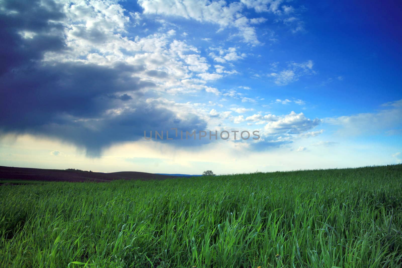 Green field and blue sky with thunder-clouds on it