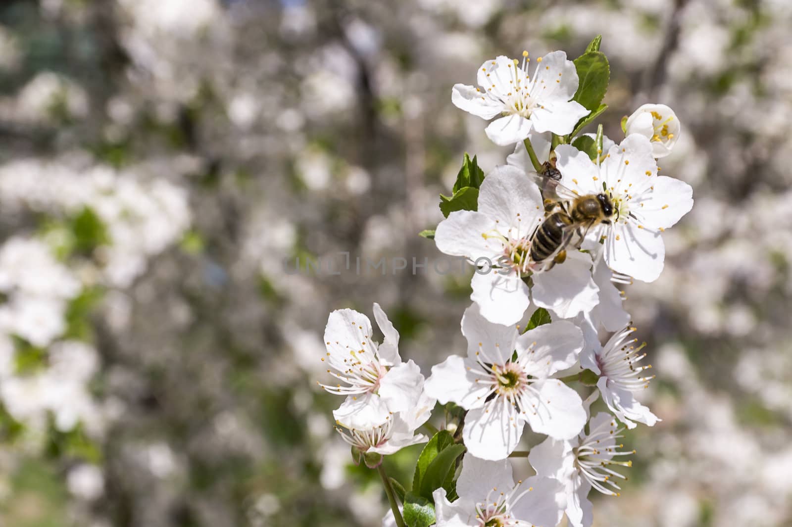bee collects pollen from a flowering tree