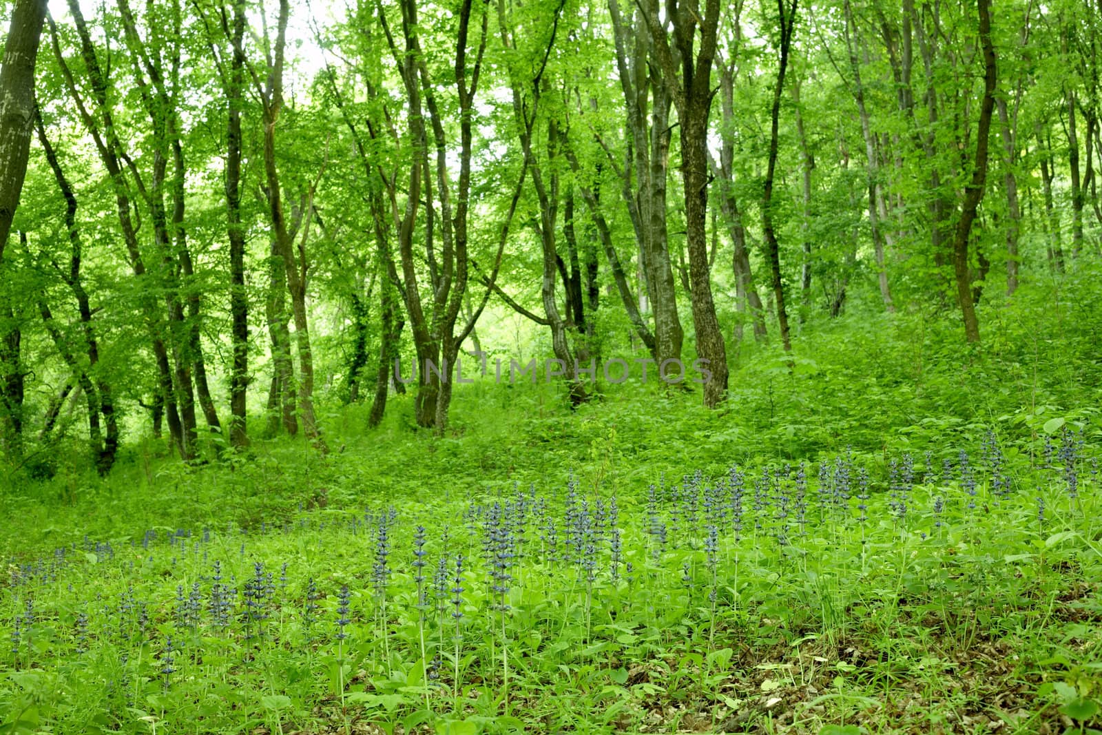 An image of a green grass in a forest