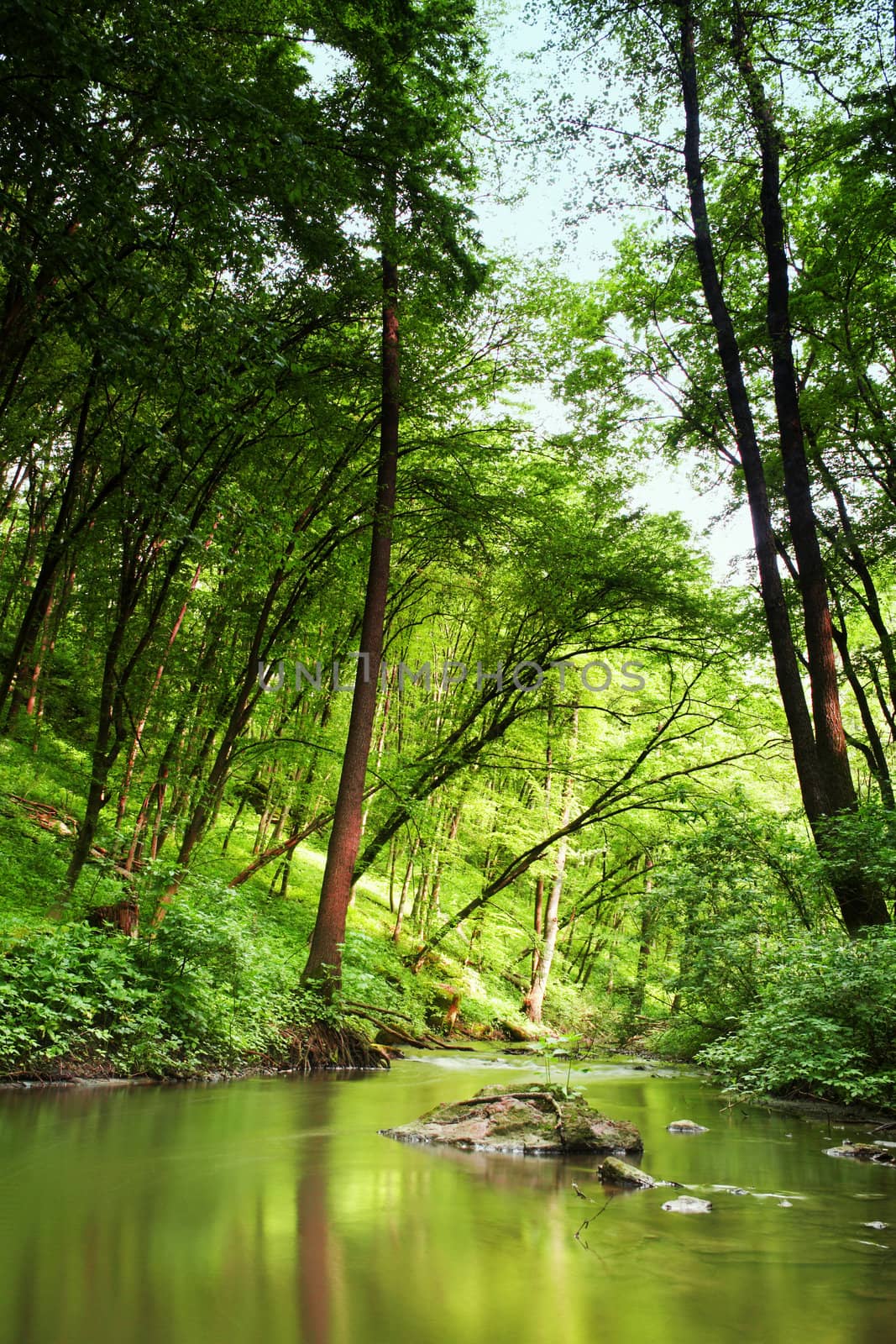 Stock photo: a picture of green wood and a river