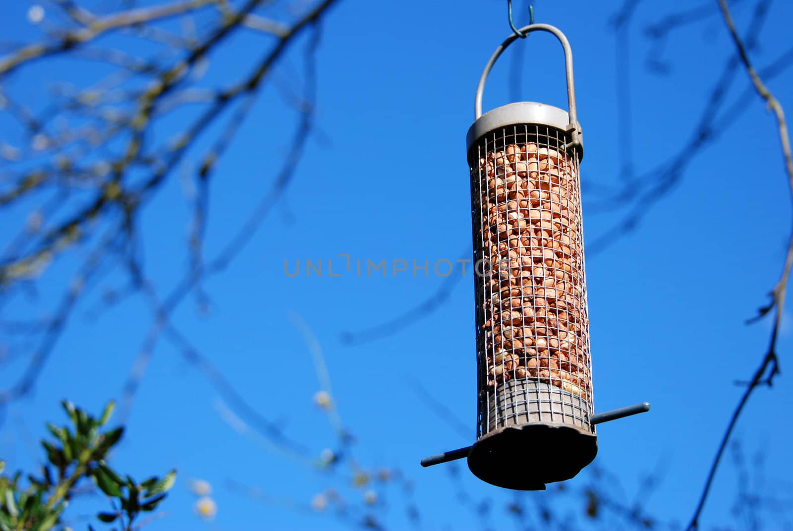 Bird feeder full of peanuts hanging from a tree branch against a blue sky
