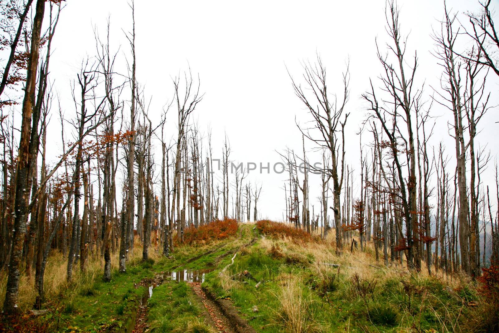 An image of trees without leaves in autumn mountains