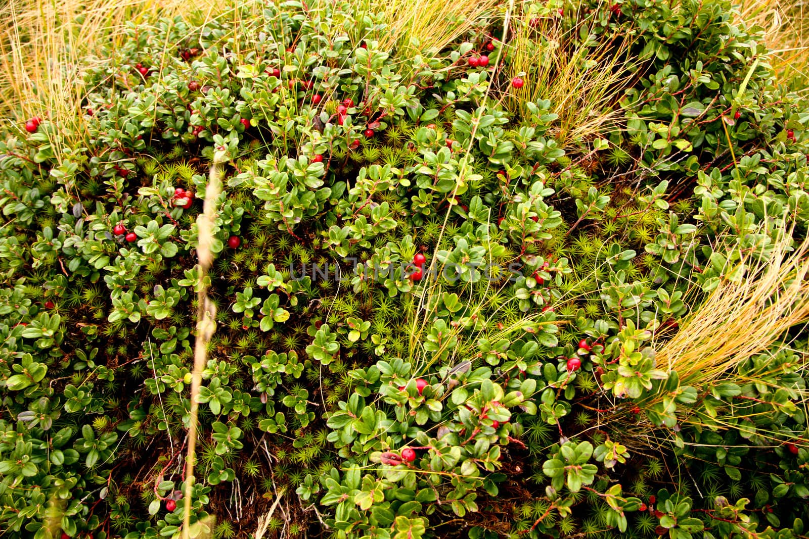 An image of autumn berries and yellow grass