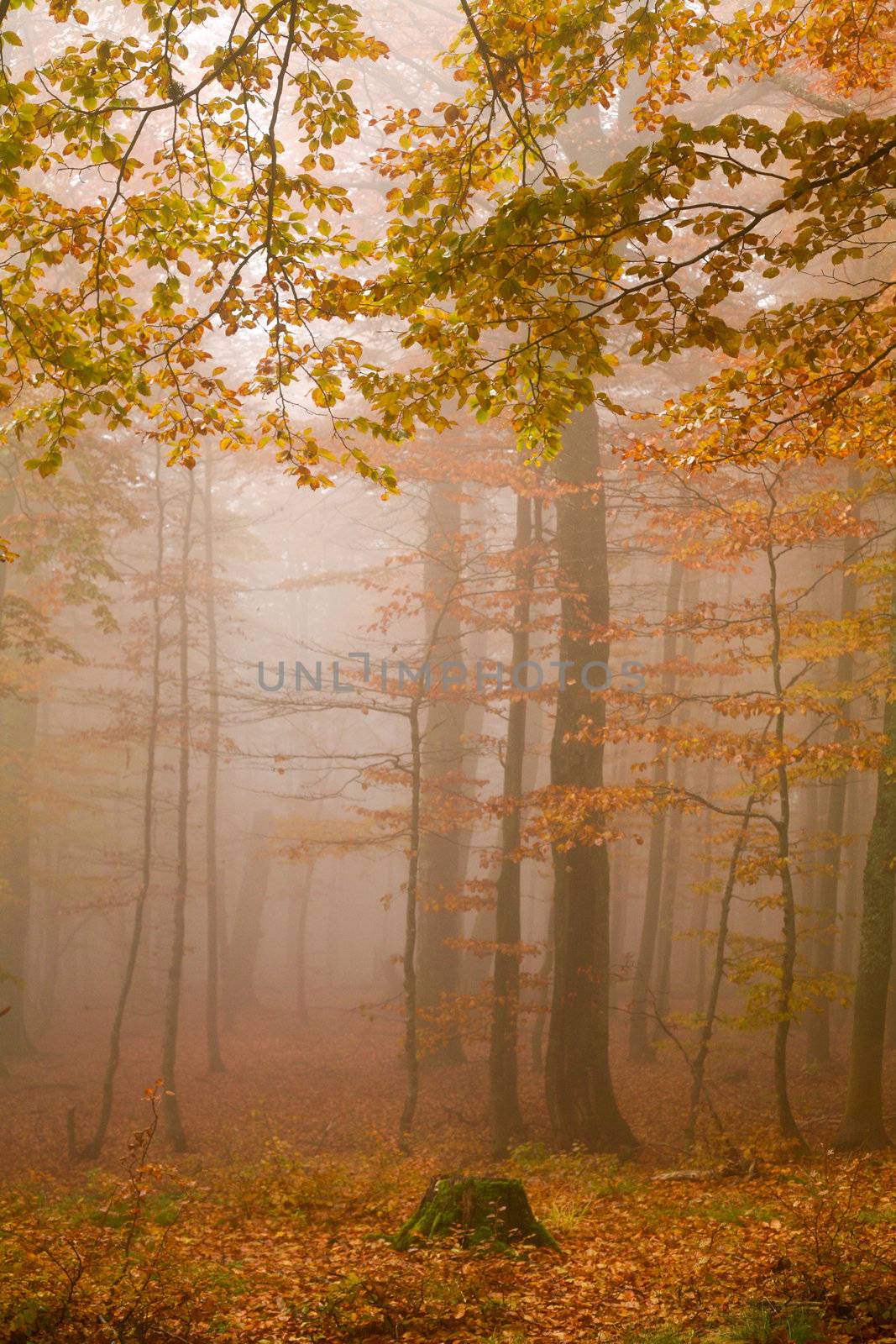 Animage of mist in autumn forest. Season theme.
