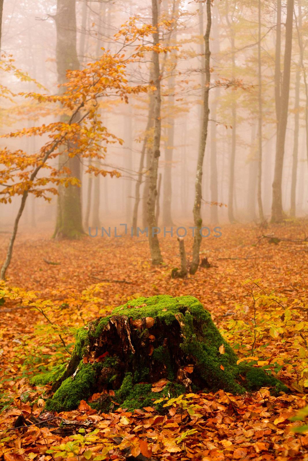 Misty forest by velkol