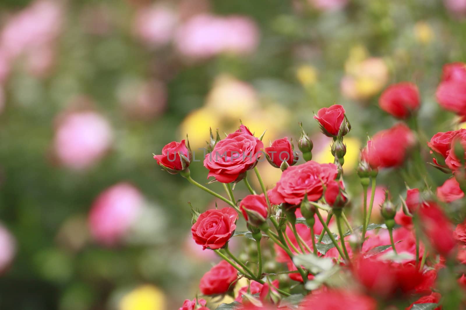 Close up   Beautiful  rose in a garden 