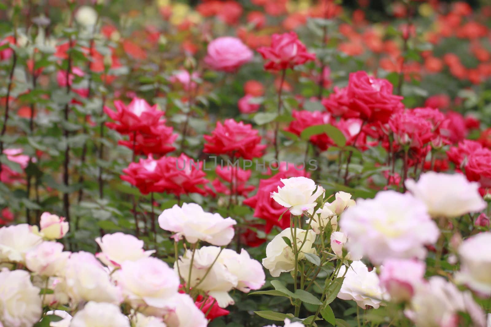 Close up   Beautiful  rose in a garden 