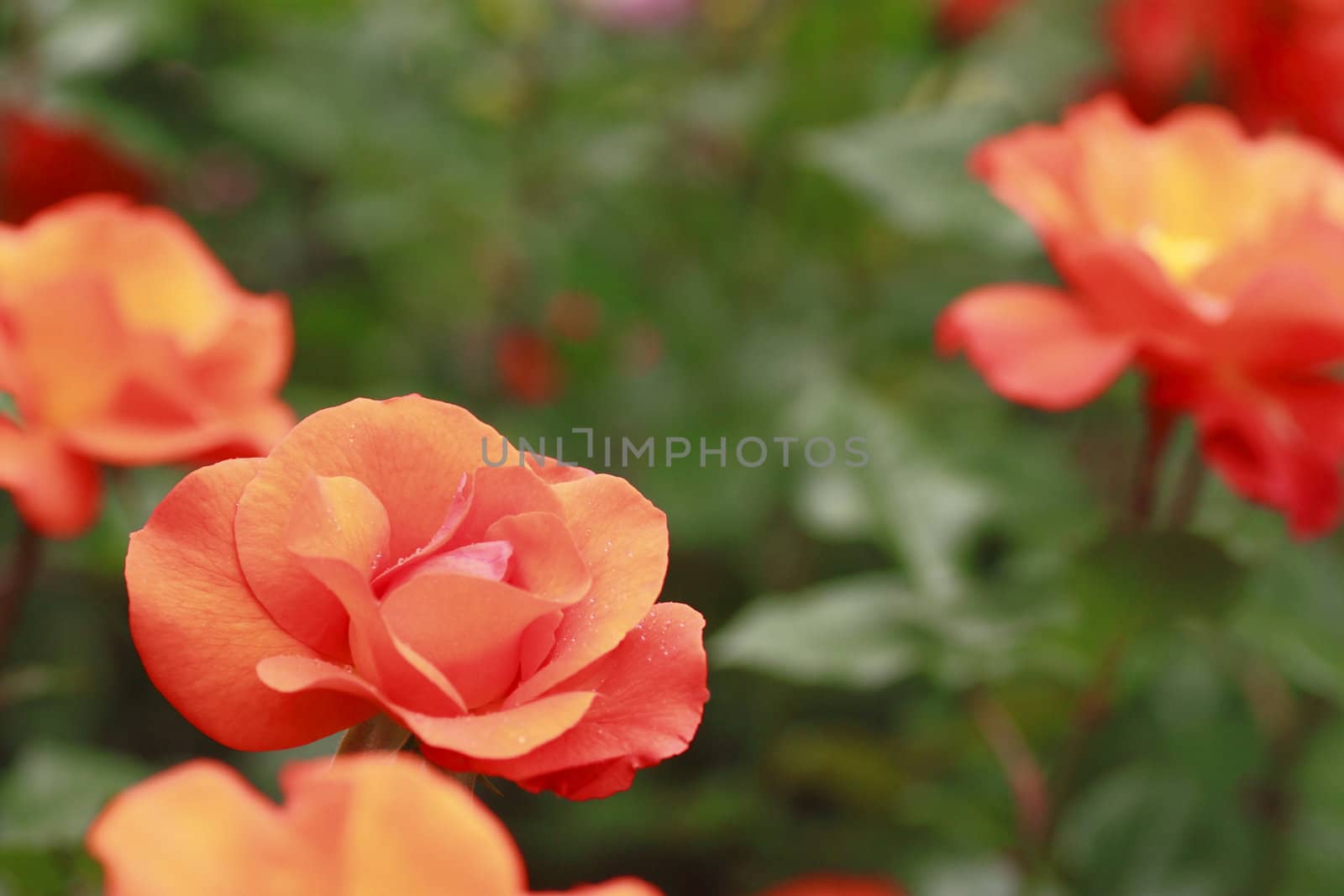 Close up   Beautiful  rose in a garden 