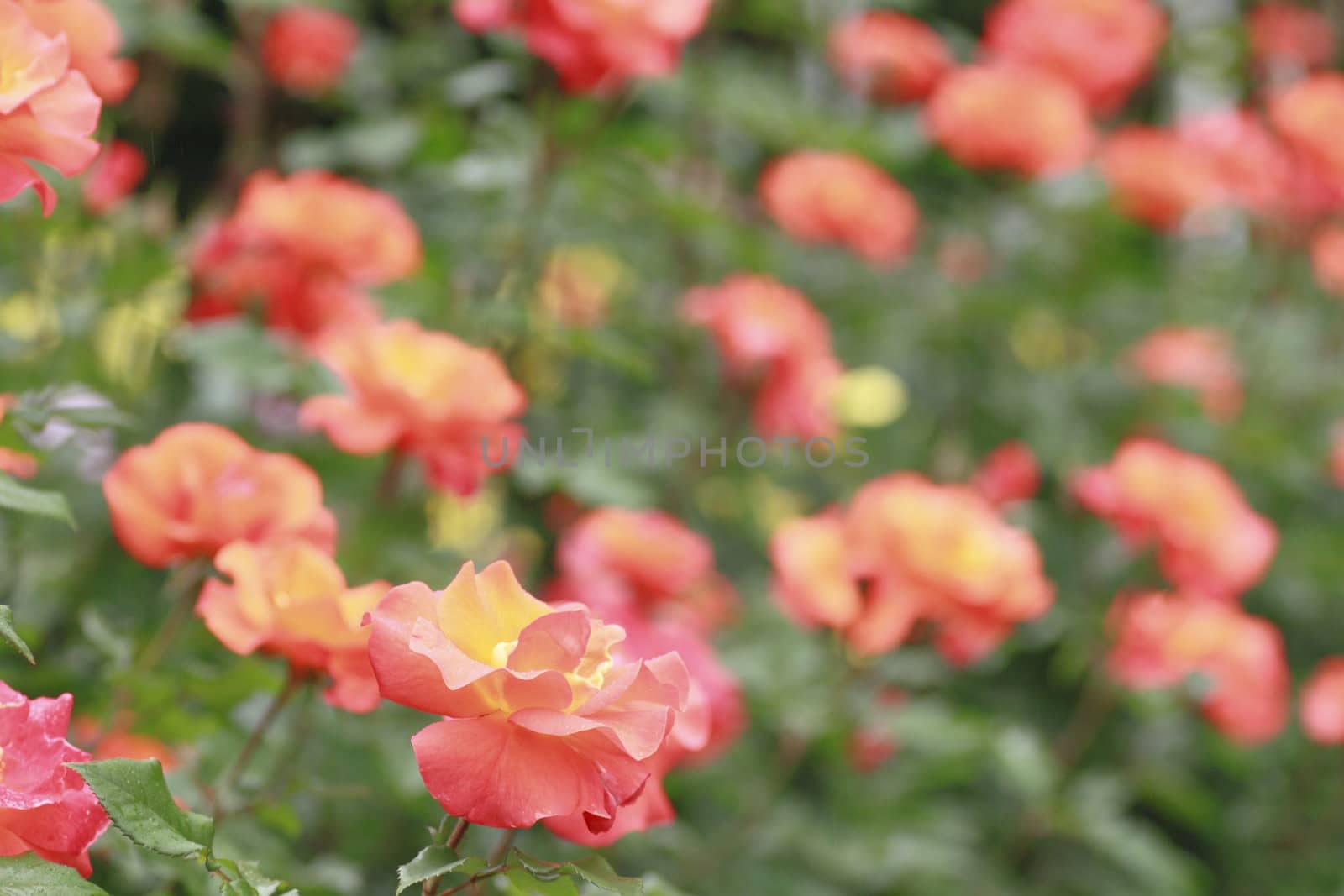 Close up   Beautiful  rose in a garden 