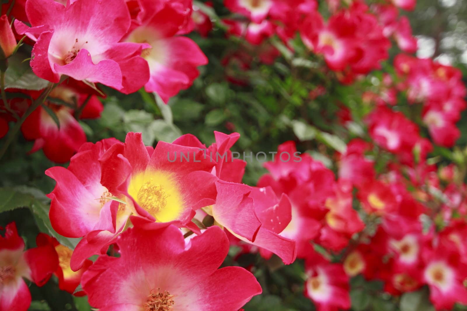 Close up   Beautiful  rose in a garden 