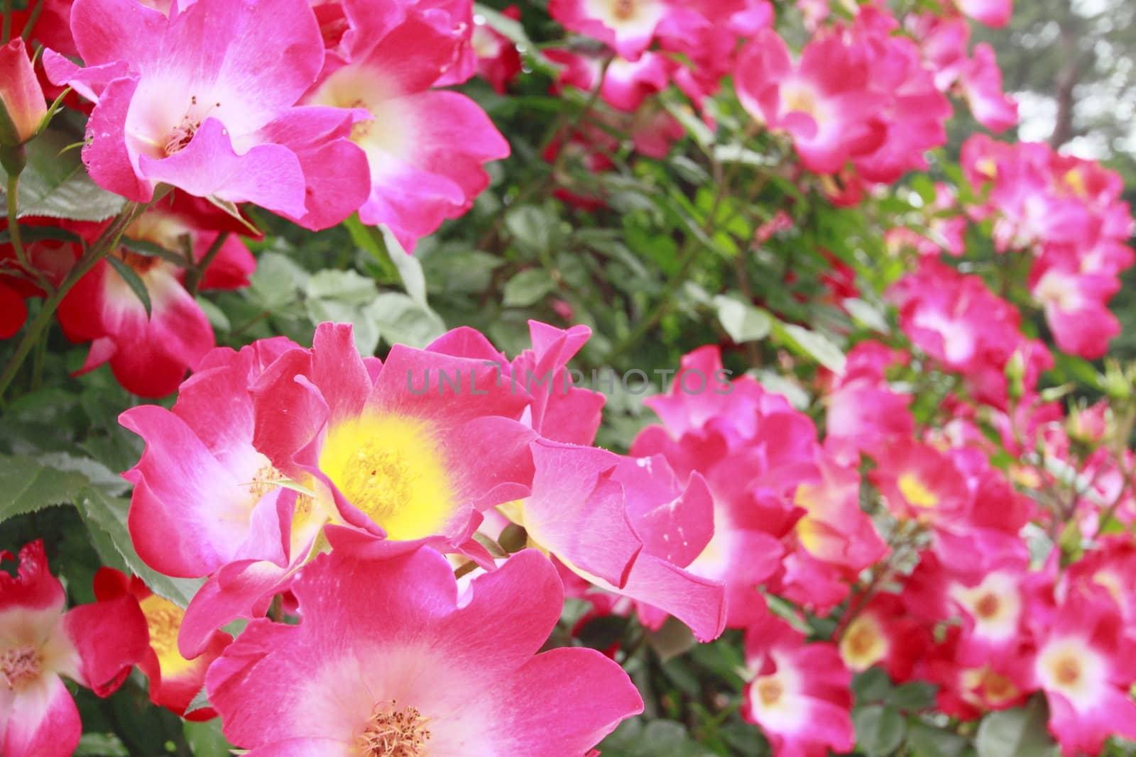 Close up   Beautiful  rose in a garden 