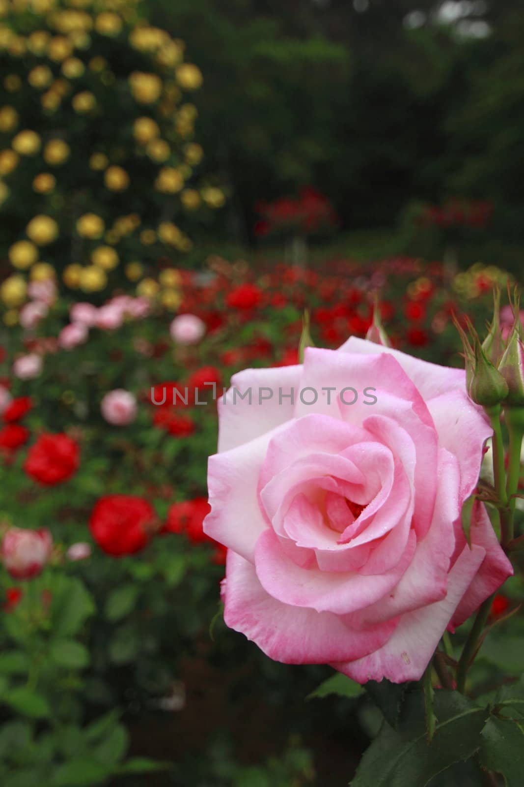 Close up   Beautiful  rose in a garden 