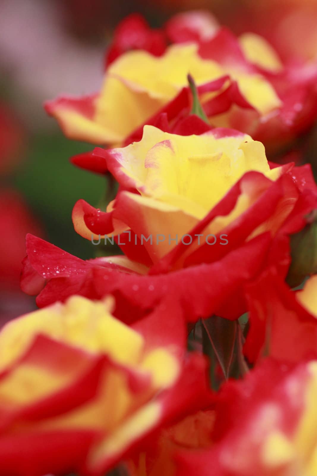 Close up   Beautiful  rose in a garden 