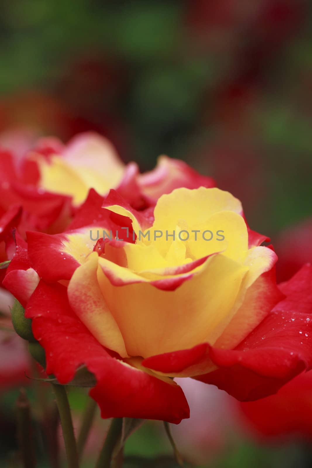 Close up   Beautiful  rose in a garden 