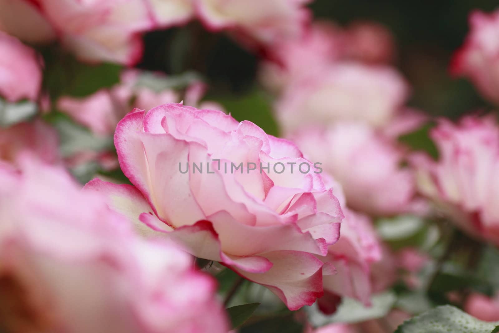 Close up   Beautiful  rose in a garden 