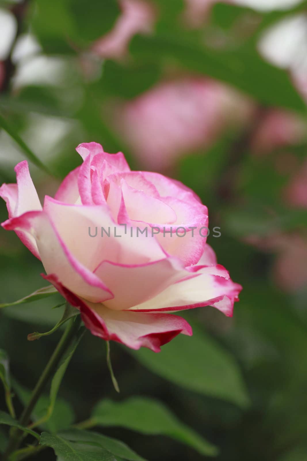 Close up   Beautiful  rose in a garden 